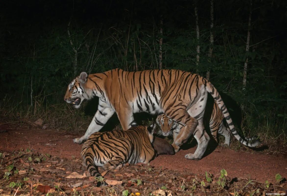 Indochina Tiger Cardamom - Start your journey with Cambodia’s wilderness